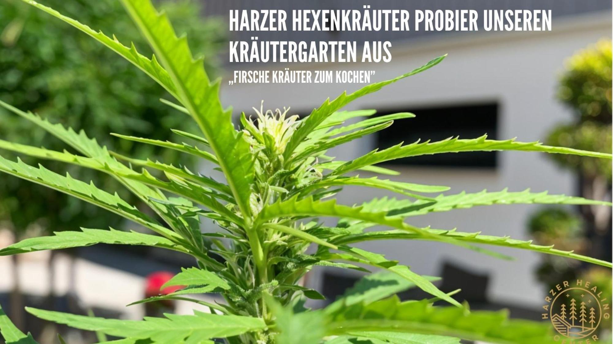 Harzer Healing Center 2024 Gemuetliche Landhauswohnung Mit Fussbodenheizung,Xxl Kochinsel,Xxl Regenduschen,Modern,Hochwertig,Persoenlich,Vollausgestattet Эльбингероде Экстерьер фото